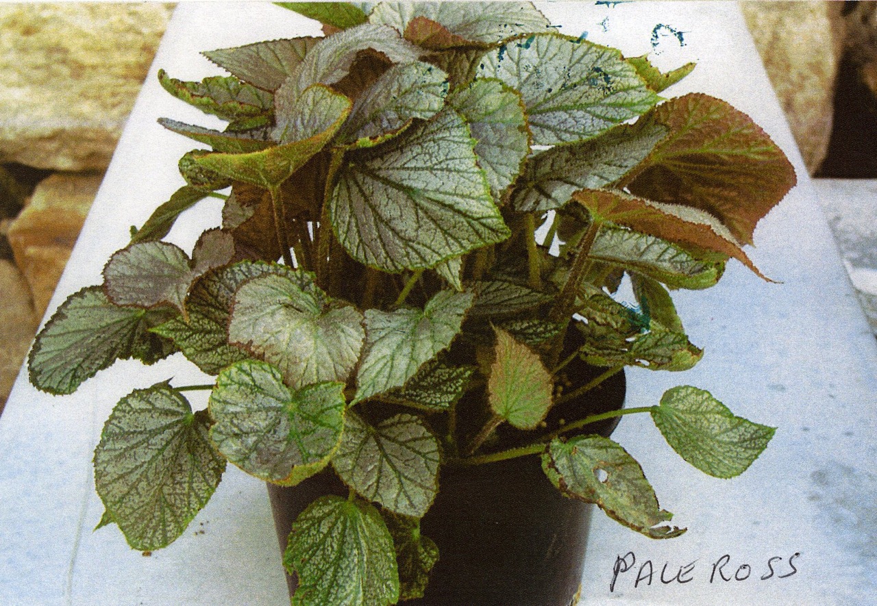B. ‘Pale Ross’